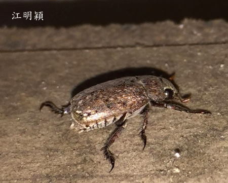 中華褐金龜 Adoretus sinicus