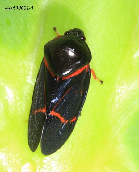 Okiscarta uchidae (亞種)