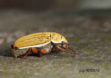台北白金龜 Cyphochilus crataceus taipeiensis