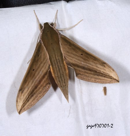 背線天蛾 Cechenena minor  