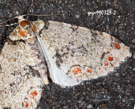 緣點洱尺蛾 Trichopterigia kishidai 