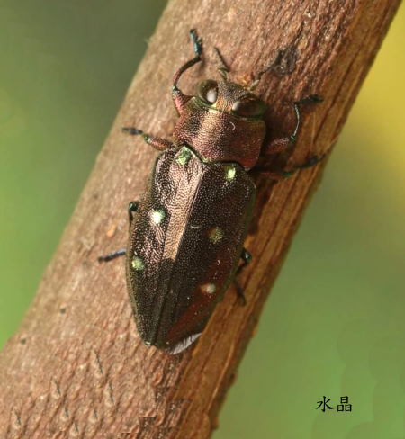 Chrysobothris shiwakii 