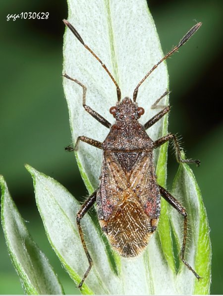 Stictopleurus sp.