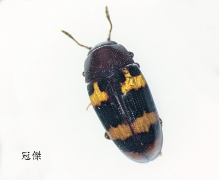 Microsternus tricolor 