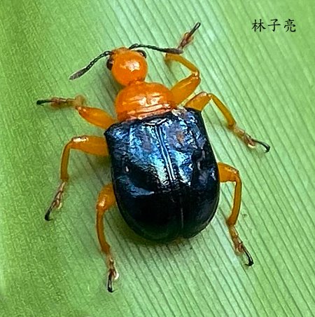 Tomapoderus coeruleipennis