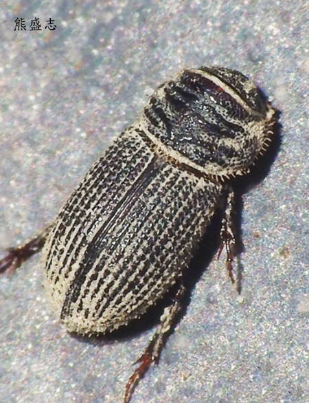 Trichiorhyssemus sp.   
