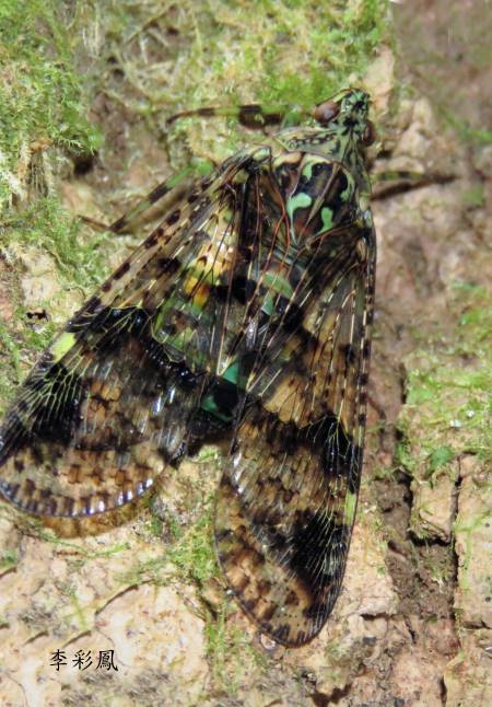 Dichoptera similis 