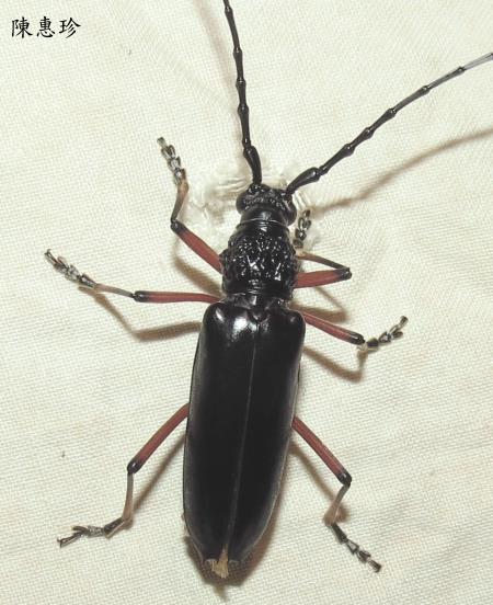 Pseudopachydissus taiwanensis