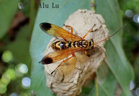 金色蛛蜂