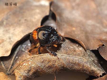 橙斑厚角金龜