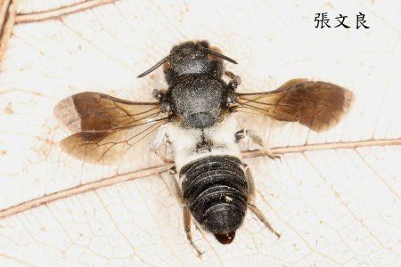 擬小突切葉蜂 