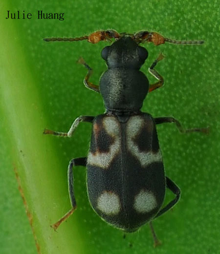 Intybia  sp.  