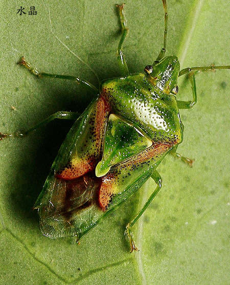 yP Cyphostethus sp. 