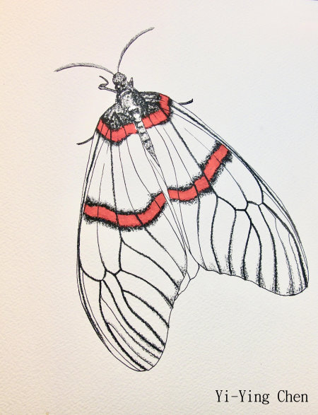 紅帶鉗尾斑蛾 