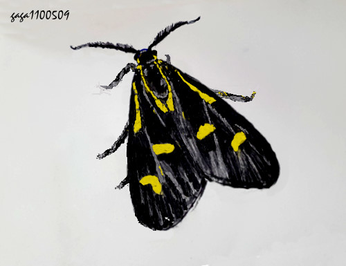 黃點禾斑蛾