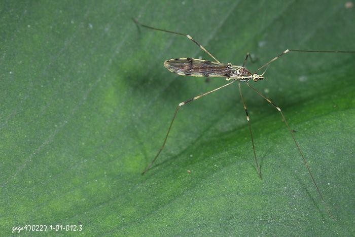 棉大蚊  Erioptera sp. 
