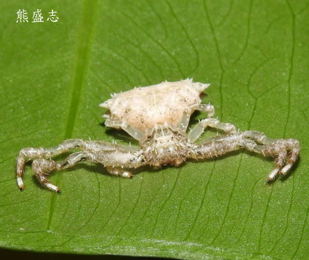 瘤蟹蛛屬  Phrynarachne sp.
