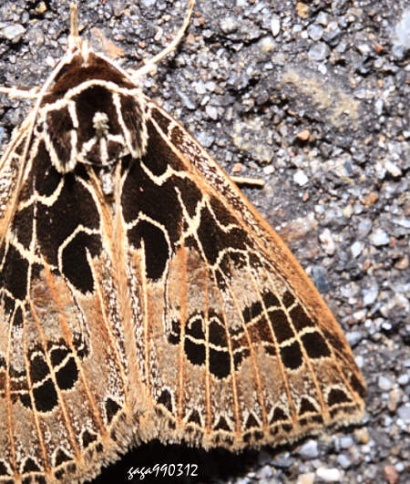 Anoba tessellata