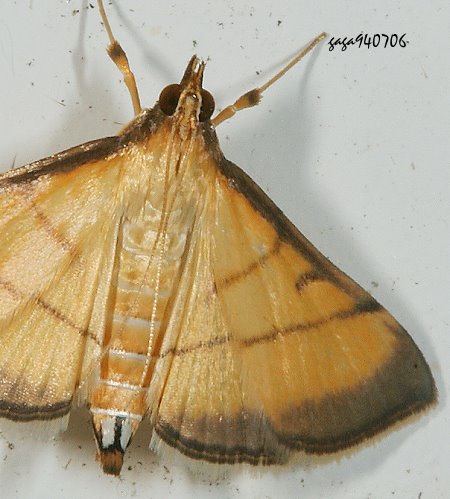 Cnaphalocrocis pauperalis