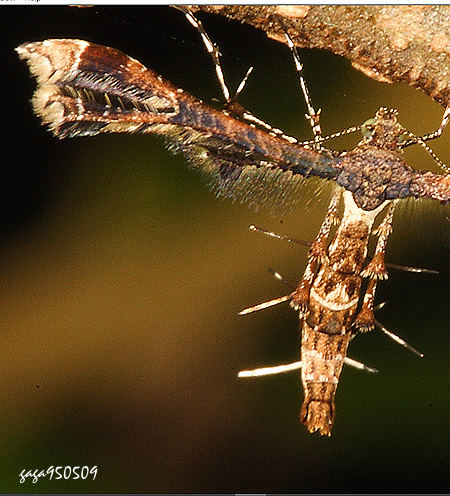 Nippoptilia vitis