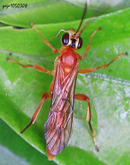 姬蜂亞科 Ichneumoninae