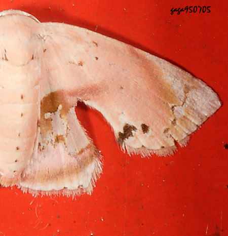 Holocryptis nymphula 