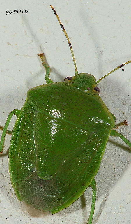 綠豔椿象Glaucias subpunctatus 