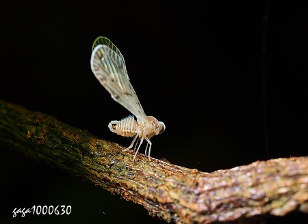 長翅飛蝨 Mysidioides ariensis 