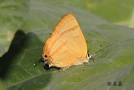 堇彩燕灰蝶