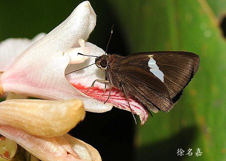連紋袖弄蝶(臺灣亞種)