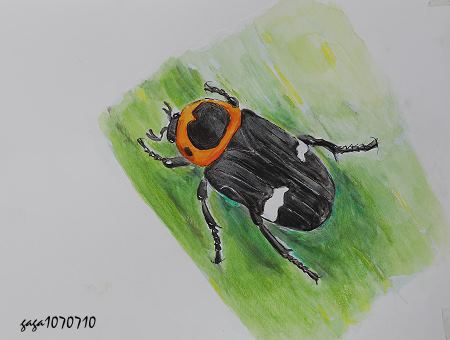 金斑黑花金龜