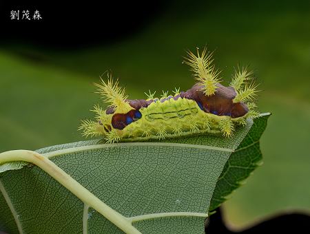 台灣黃刺蛾幼蟲