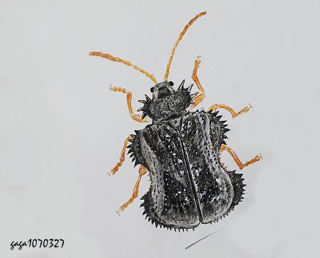 凹緣鐵甲蟲  