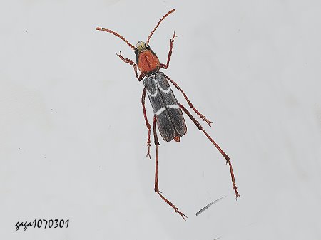 Xylotrechus kosempoensis 