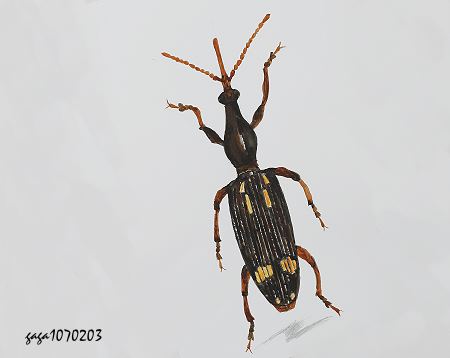 Pseudorychodes insignis