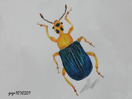 Tomapoderus ruficollis