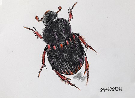背斑嗡蜣螂
