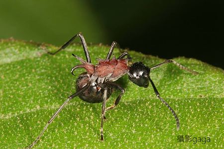 刺棘蟻