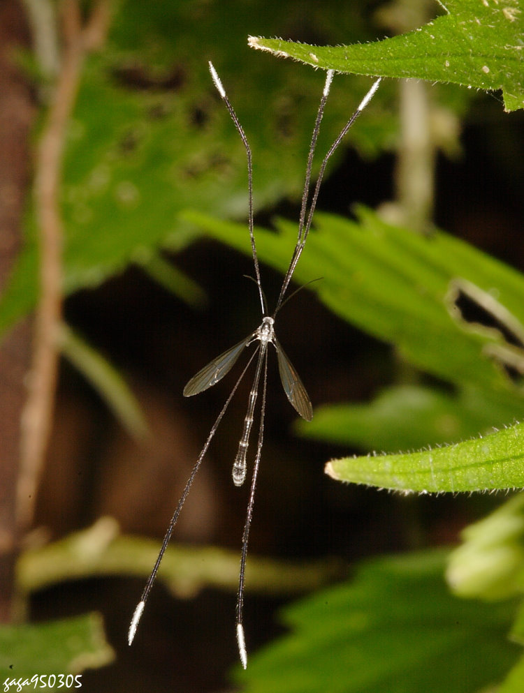 LӸyjA Bittacomorphella lini 