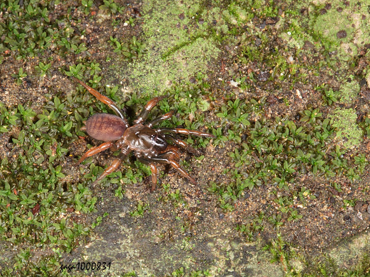 OWԤg Latouchia formosensis 