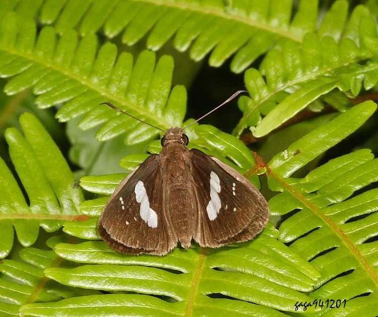 §˽ Notocrypta curvifascia