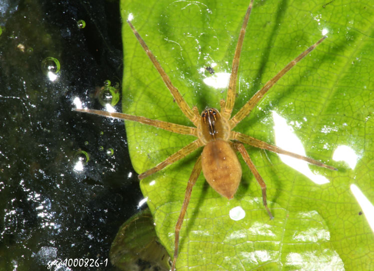 Ÿ Dolomedes mizhoanus