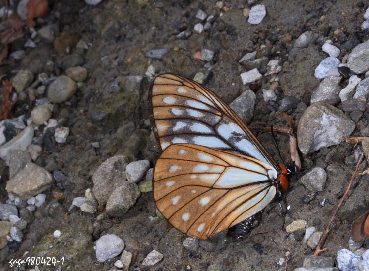 黃頸蛺蝶 Calinaga buddha formosana