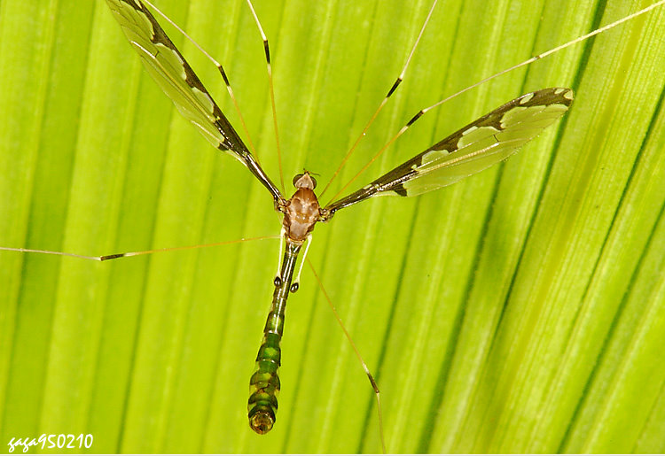 URjA Dolichopeza gracillis