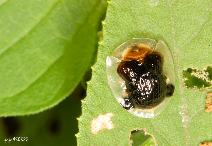 GPtThlaspida cribrosa