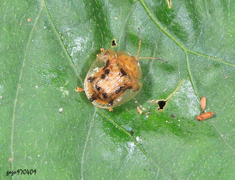 ¯t Laccoptera nepalensis