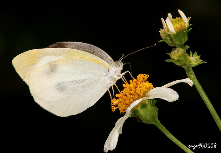   ս Pieris rapae crucivora