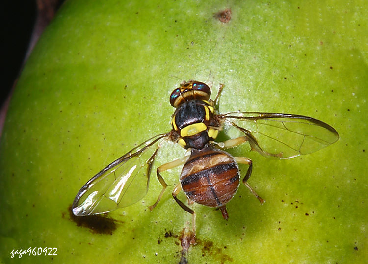 FG Bactrocera dorsalis 