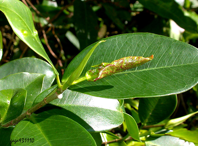 _ Gynaikothrips uzeli