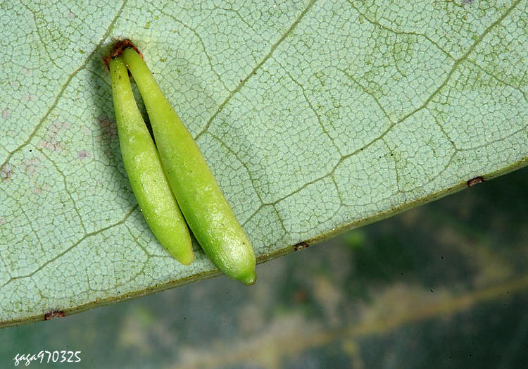 ߷ Daphnephila stenocalia